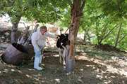 پایش وضعیت بیماری تب برفکی در روستای جوزار بخش کبگیان + تصاویر